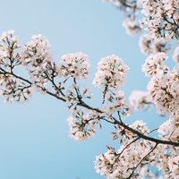 青空に映える桜満開の季節の写真