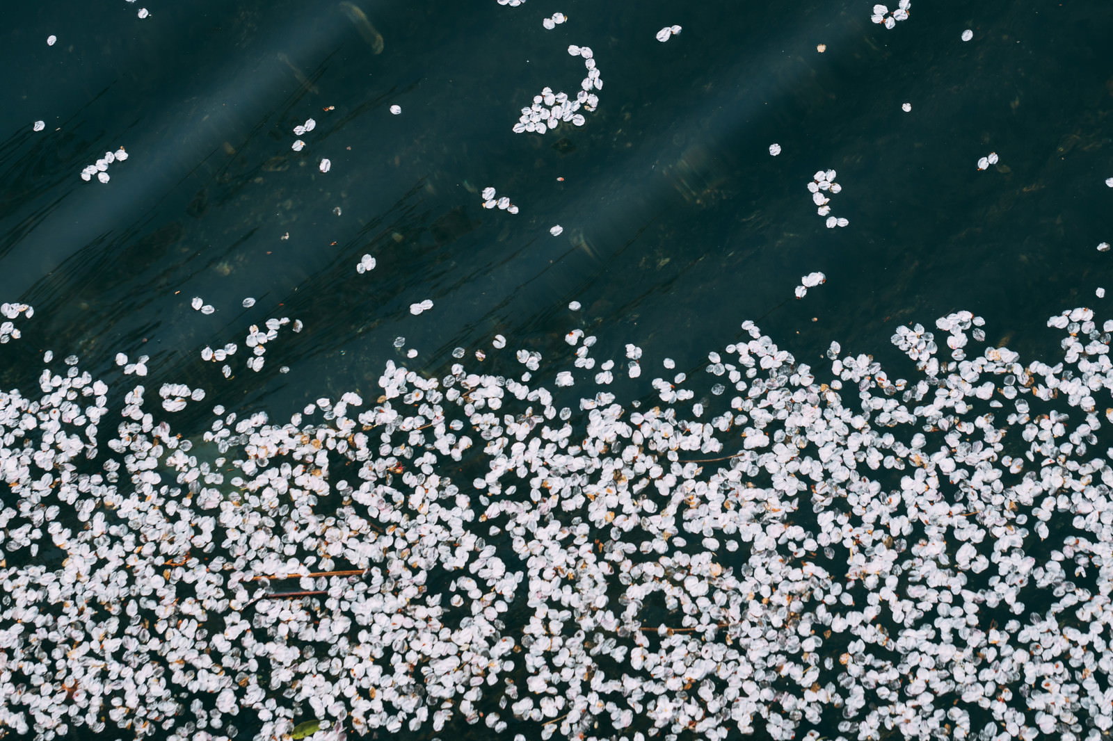 濃い緑色の水面に淡いピンクの桜の花びらが無数に浮かんでいる様子