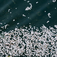 濃い緑の水面に浮かぶ桜の淡いピンクの花びらの写真