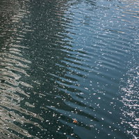 桜の花びらが浮かぶ川の水面と波紋が広がる春の風景の写真