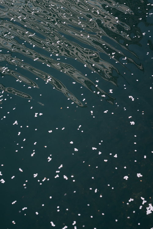 桜の花びらが浮かぶ川の水面