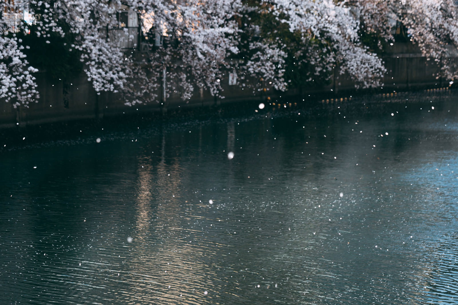 水面に桜の花びらが散る河川と満開の桜並木