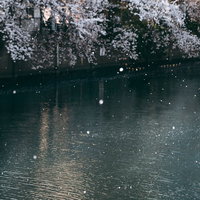 満開の桜並木から舞い散る花びらが水面を彩る河川の写真