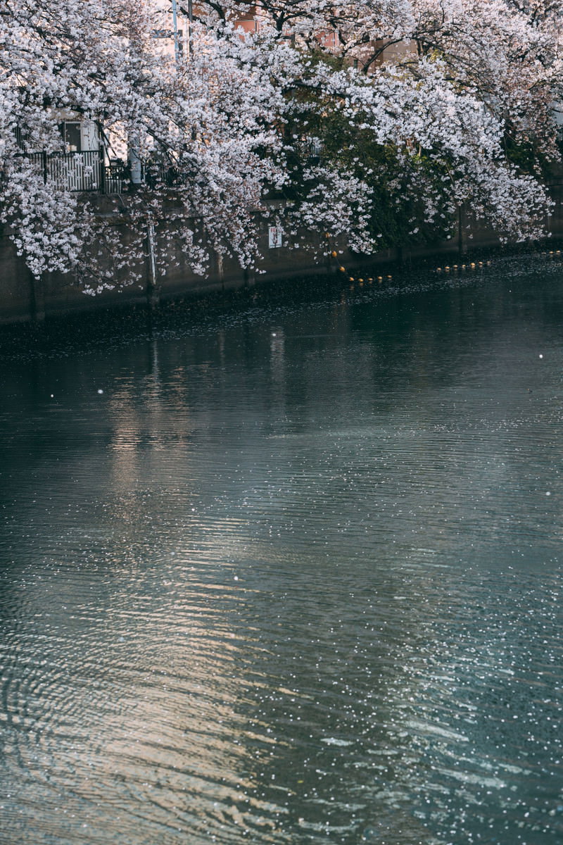 大岡川の水面に映る桜の花と散った花びら