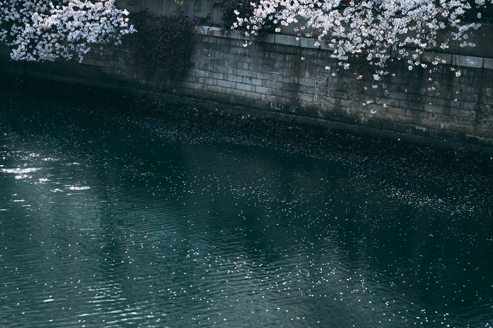 河川の水面に桜の花びらが舞い散っている春の風景
