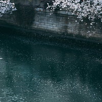 河川に舞い散る桜の花びらの写真