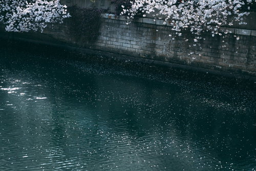 河川に舞い散る桜の花びら