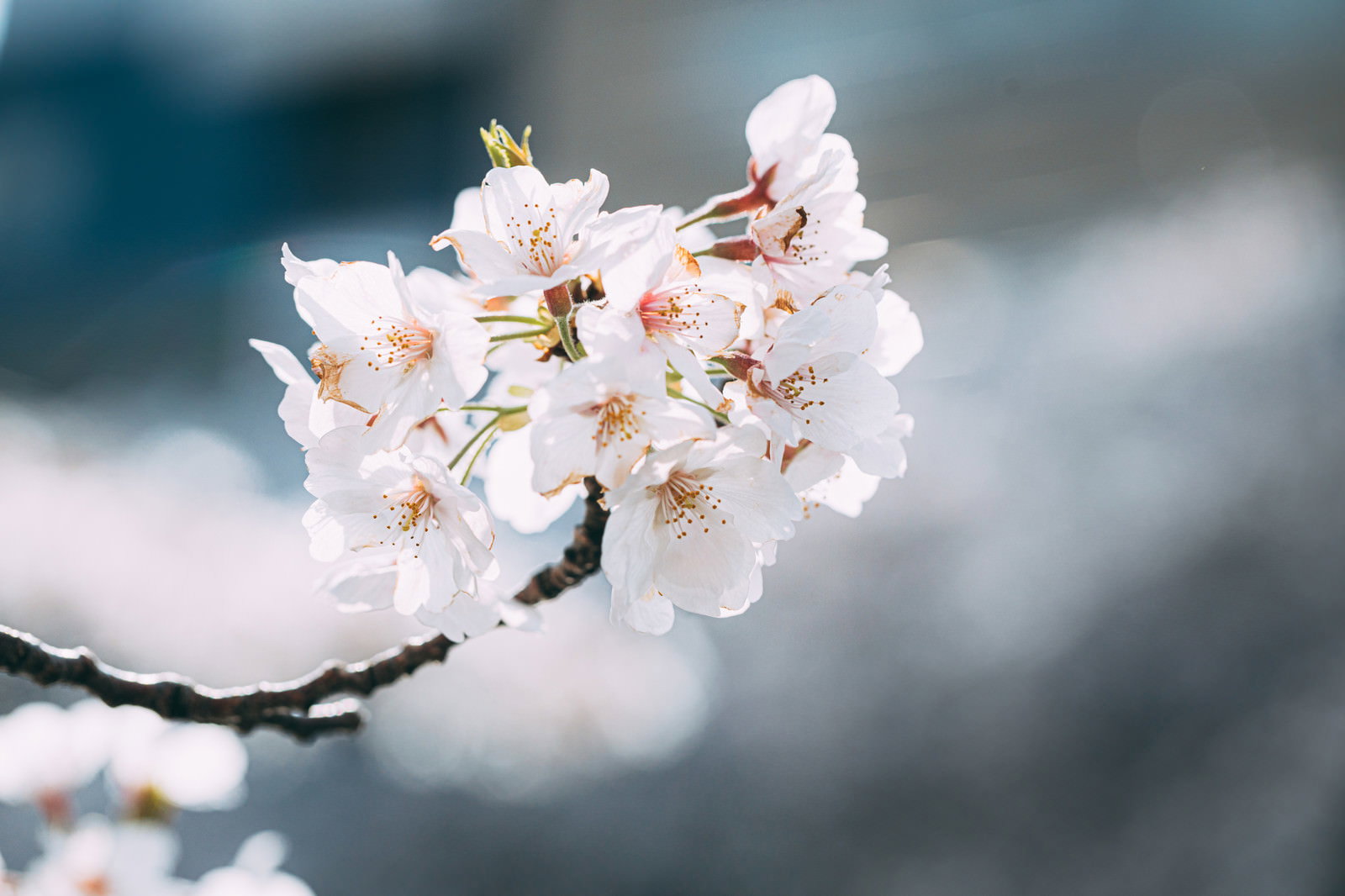 白とピンクの桜の花が咲く枝を撮影した春の写真