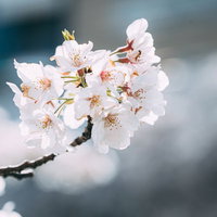 花咲く桜（さくら）の枝 満開の春の風情 お花見シーズンの写真