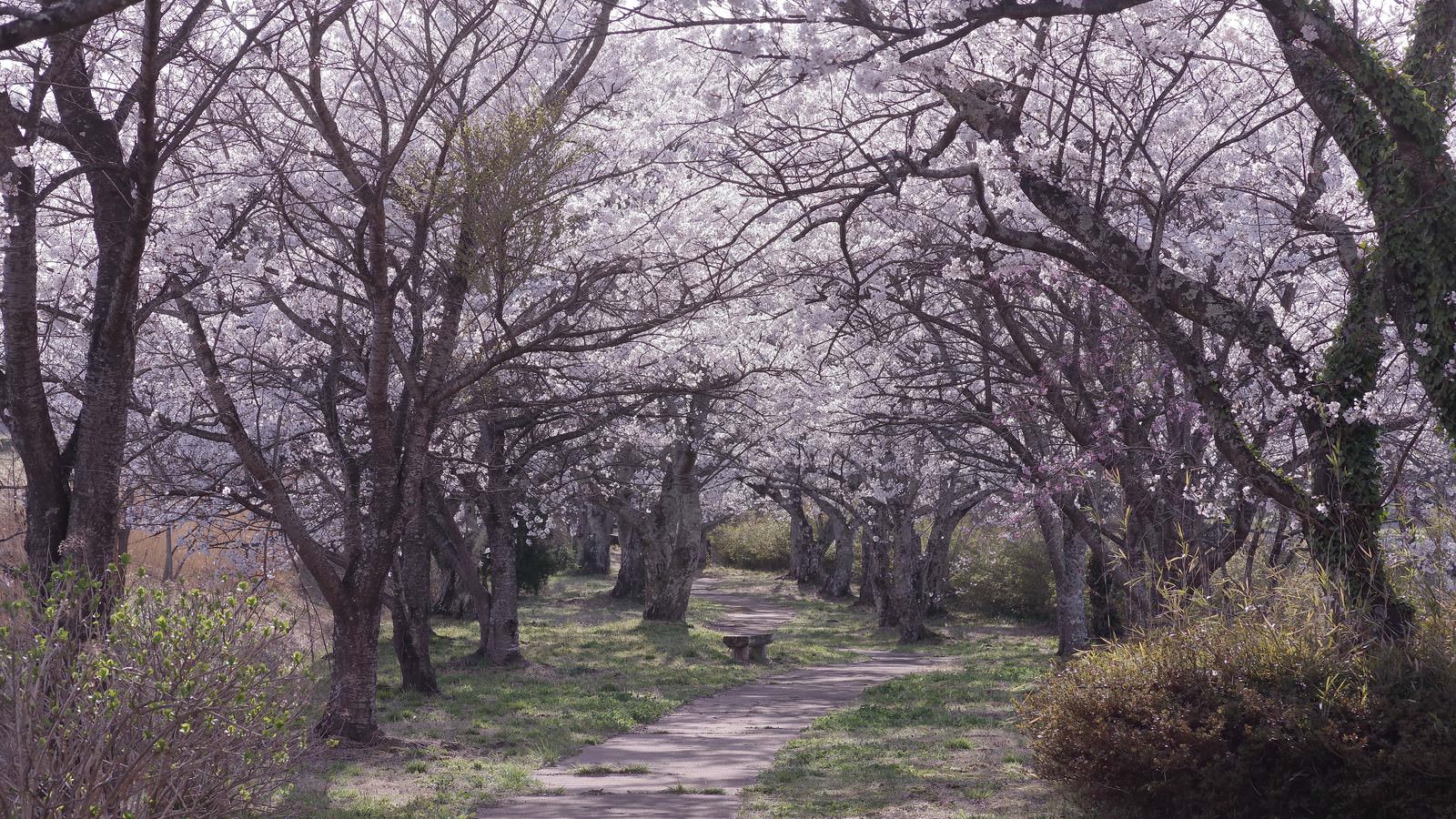 満開の桜が咲く公園の散歩道、桜のアーチが美しい春の風景
