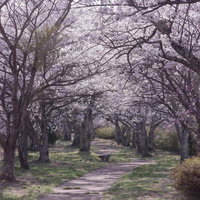 公園の桜咲く散歩道で見る満開の花並木と春の風景の写真