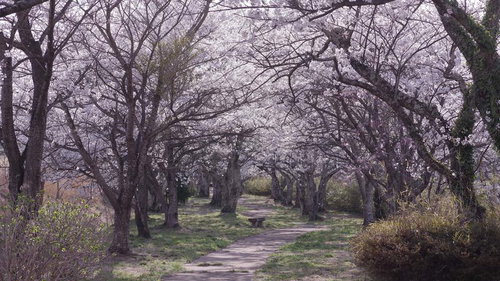 公園の桜咲く散歩道で見る満開の花並木と春の風景