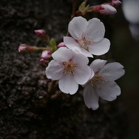開花しはじめた桜の花とつぼみ、春の季節の移ろいの写真