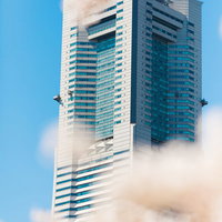 桜の間から見えるランドマークタワーの横浜風景の写真