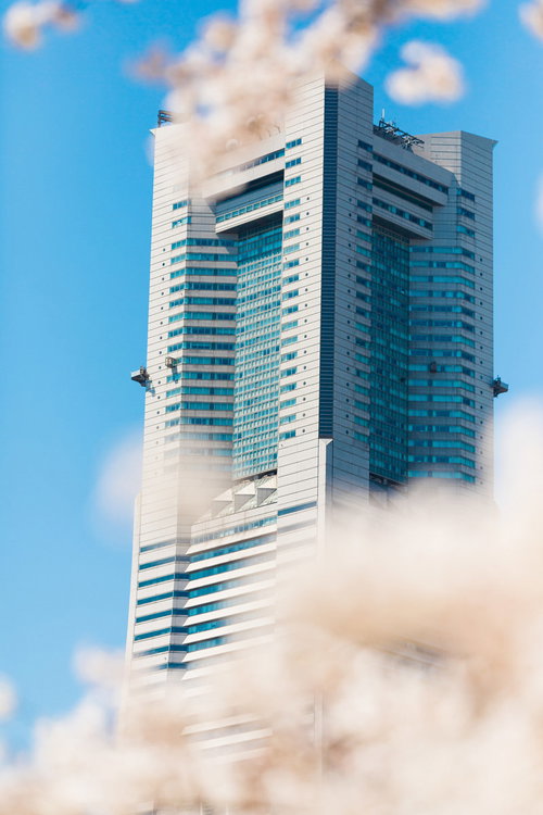桜の間から見えるランドマークタワーの横浜風景