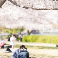 満開の桜の下でお花見を楽しむ人達の写真