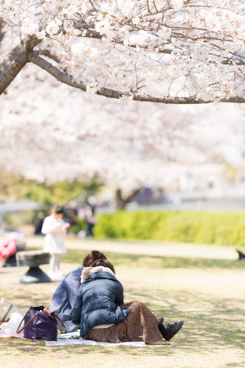 満開の桜の下でシートに座ってお花見をする女性2人