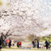 満開の桜が咲き誇る公園で花見客が集う春の光景の写真