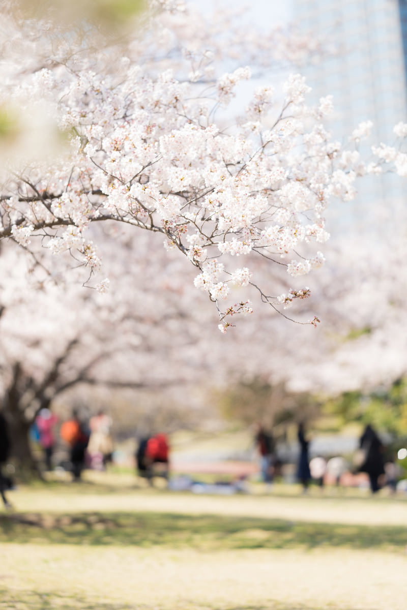 満開の桜並木が咲く公園で花見を楽しむ人々