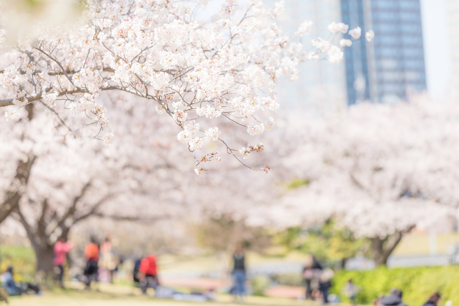 みなとみらいの公園に咲く満開の桜並木と高層ビル群