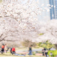 みなとみらいの花見スポット、満開の桜並木の写真