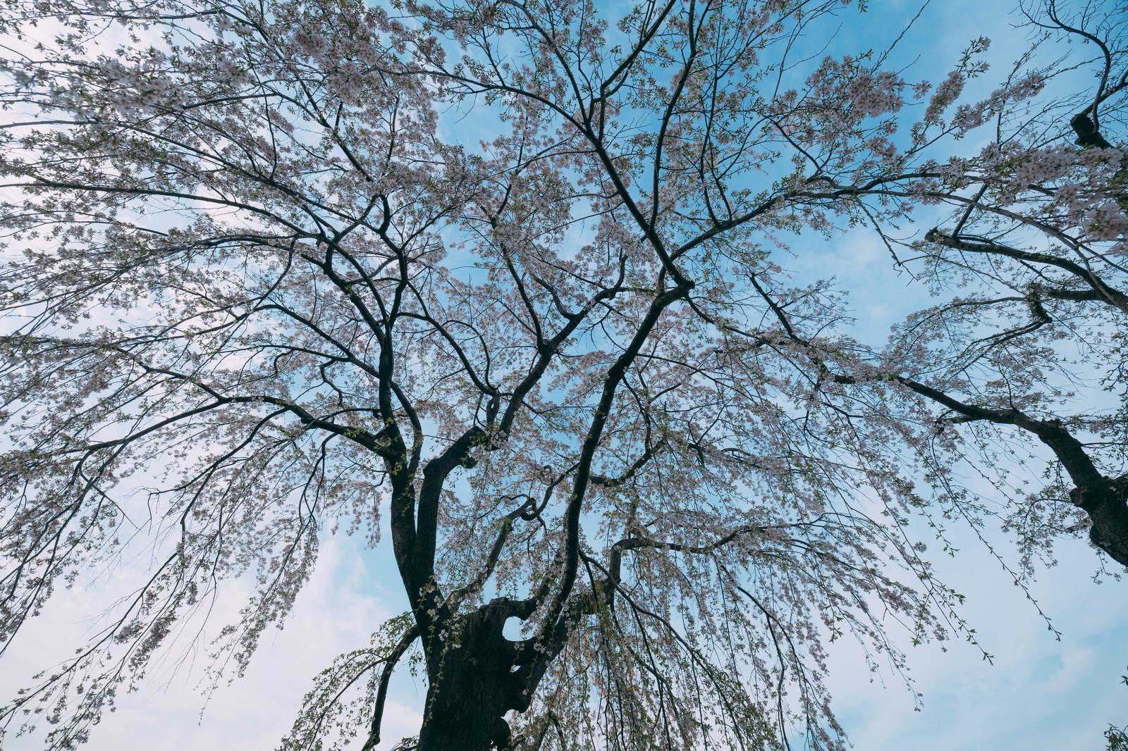山下公園で満開に咲く枝垂れ桜を下から見上げた写真。紫色の花が垂れた枝に咲き、背景は青空。