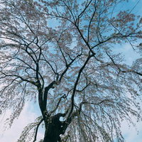 山下公園の枝垂れ桜が満開に咲く春の空と樹木の写真