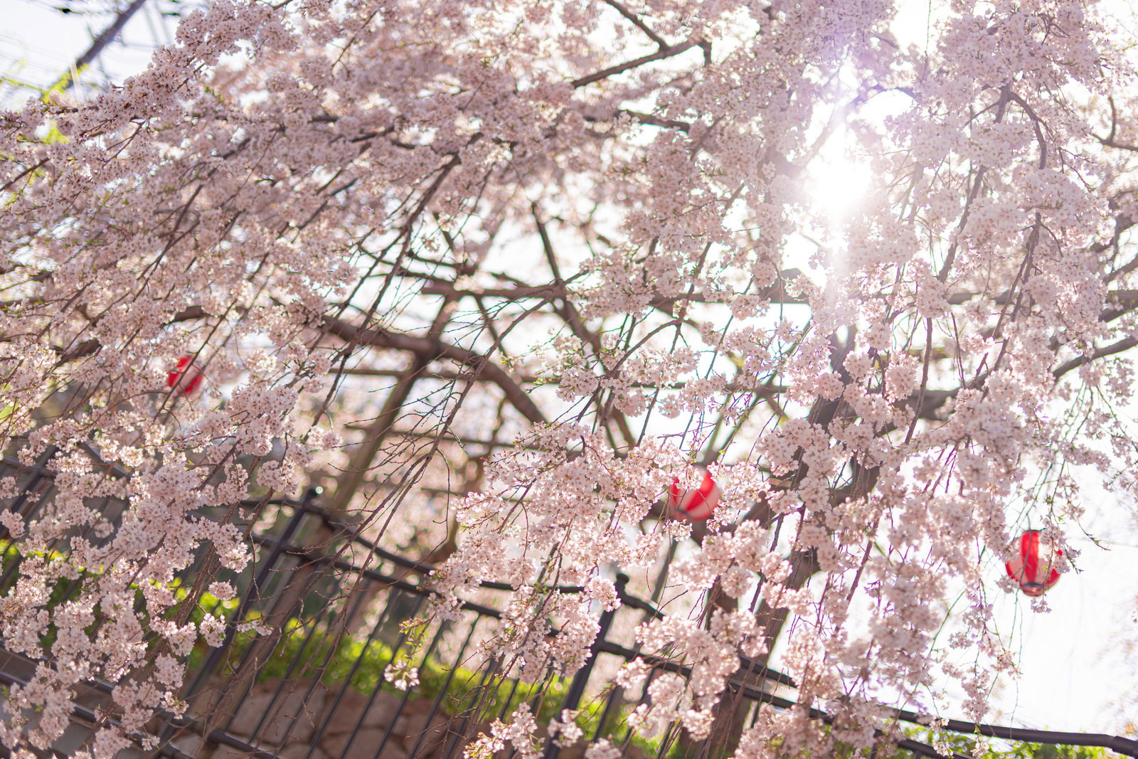 枝垂れ桜の薄紫色の花が房状に咲き、赤い飾りが見える庭園
