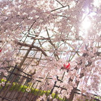 桜まつりと枝垂れ桜の花園の写真