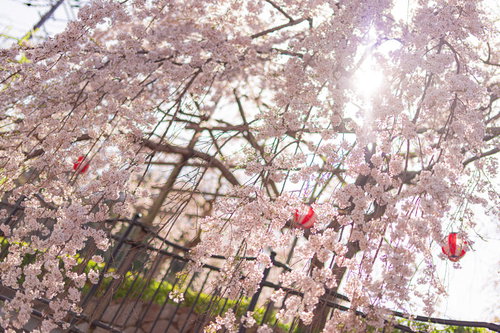 桜まつりと枝垂れ桜の花園