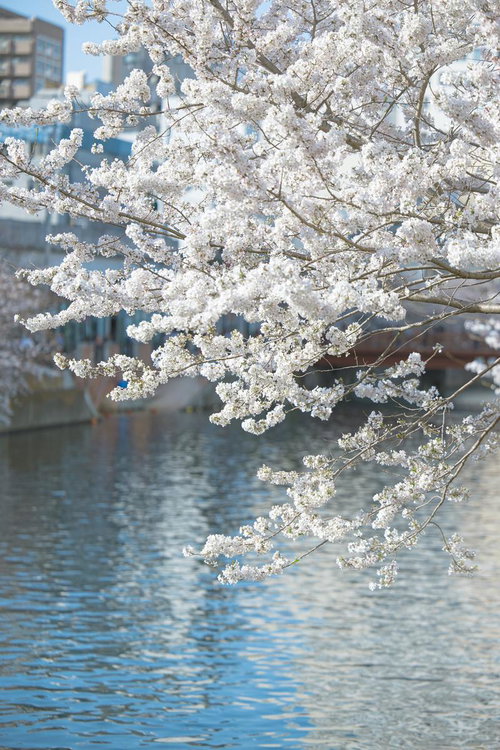 大岡川沿いに咲く満開の桜の木と春の都市景観