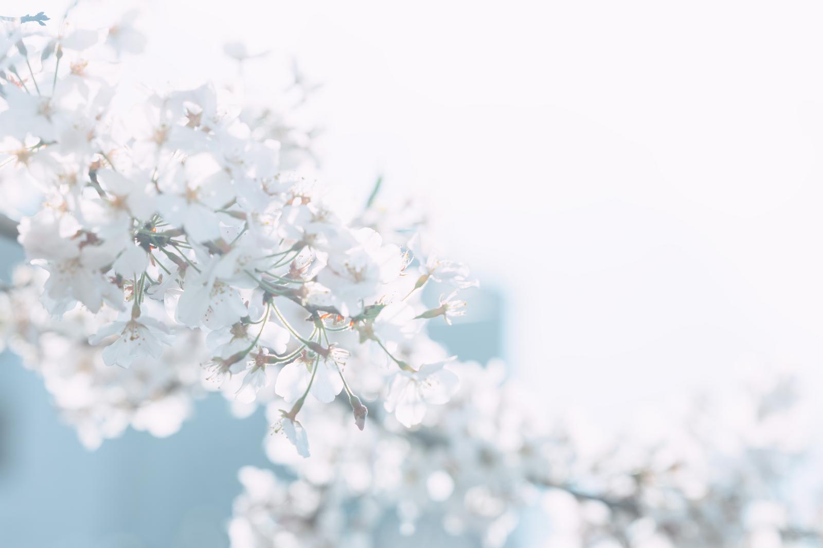 春の桜の枝に光が差す