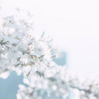 桜の枝に白い花が咲き揃うの写真