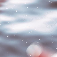 川の水面に浮かぶ桜の花びらの写真