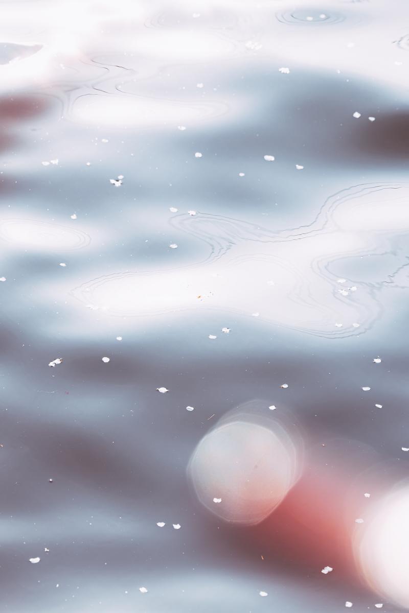 川の水面に浮かぶ白とピンク色の桜の花びら