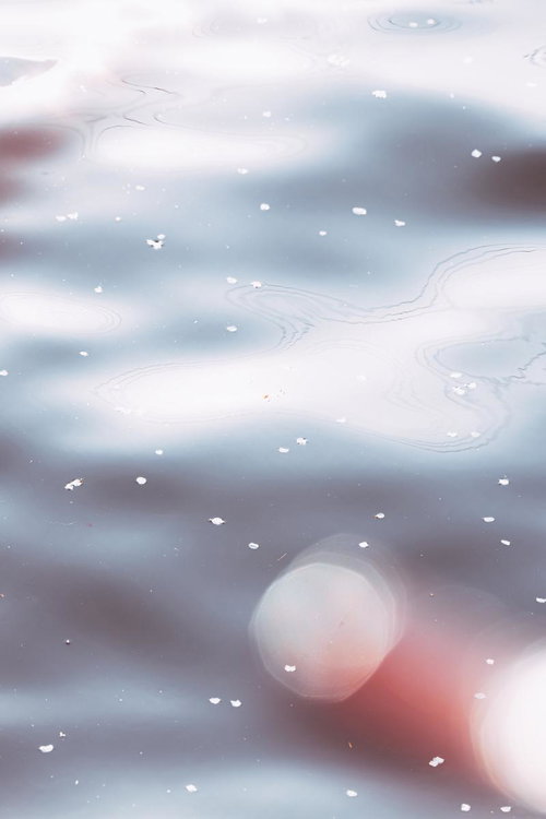 川の水面に浮かぶ桜の花びら