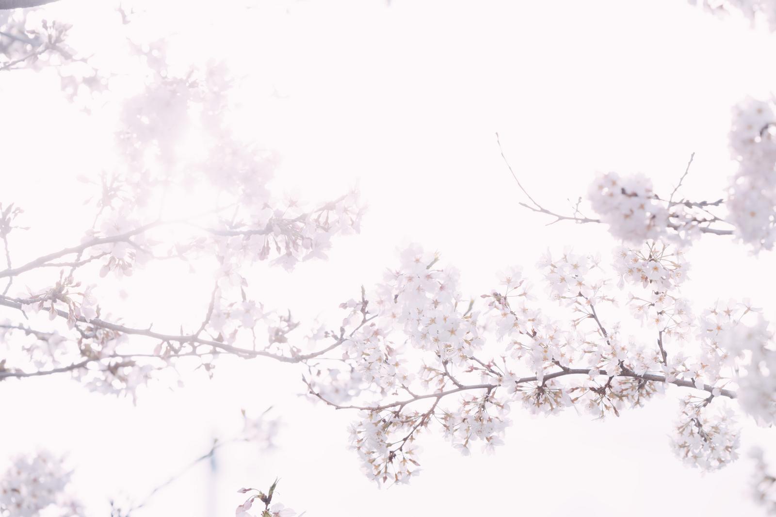 光に照らされた白く満開に咲く桜の花
