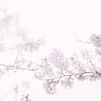 光に包まれた満開の桜、白い花房が枝に密集した春の風景の写真