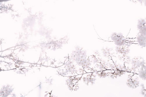 光に包まれた満開の桜、白い花房が枝に密集した春の風景