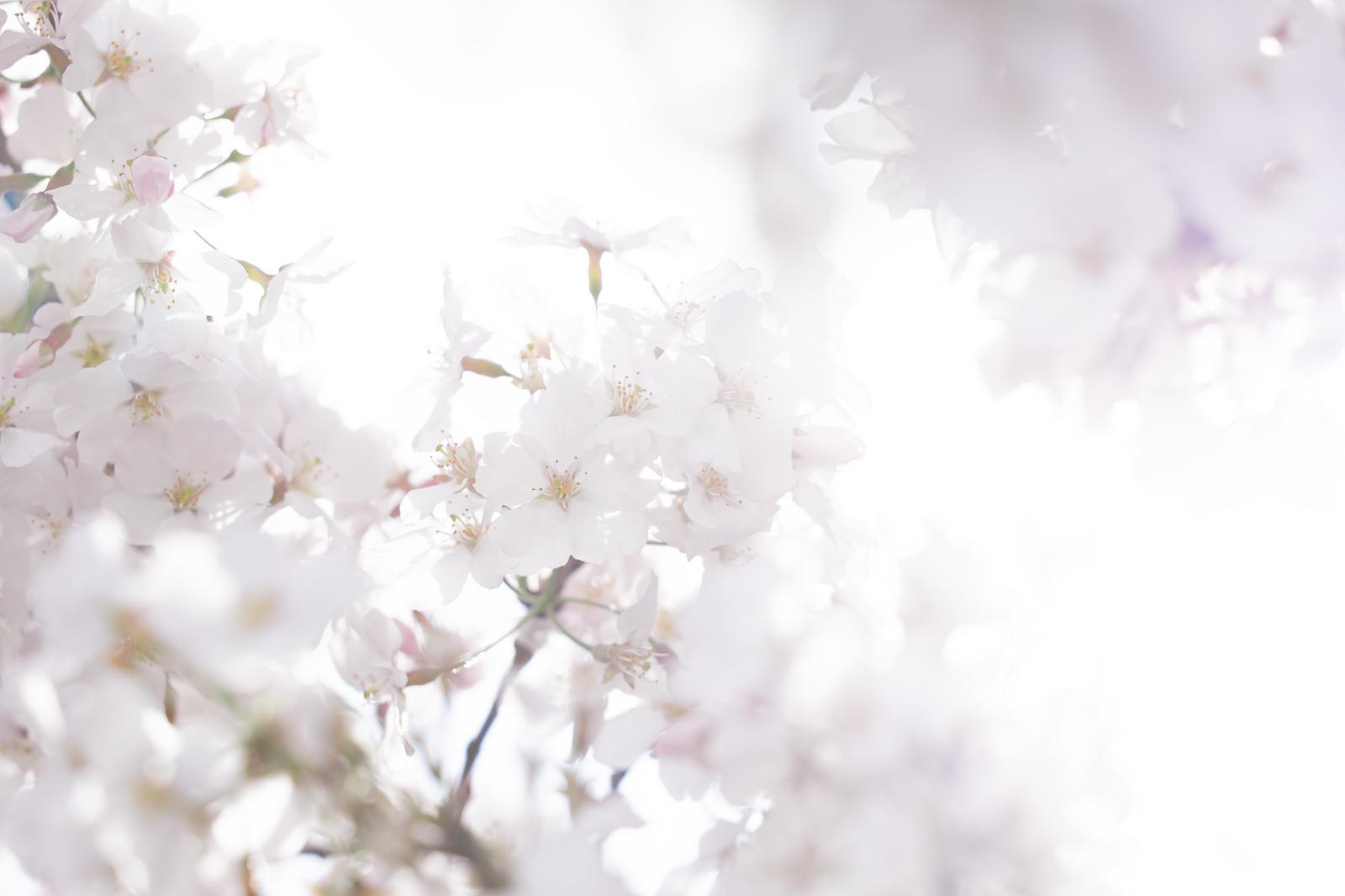逆光で透ける満開の白とピンク色の桜の花