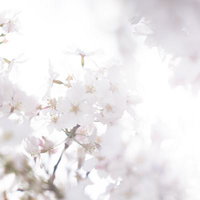 逆光に透ける満開の桜の花びらの写真