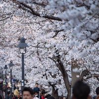 大岡川沿いの桜まつりで咲き誇る満開の桜と花見客の賑わいの写真