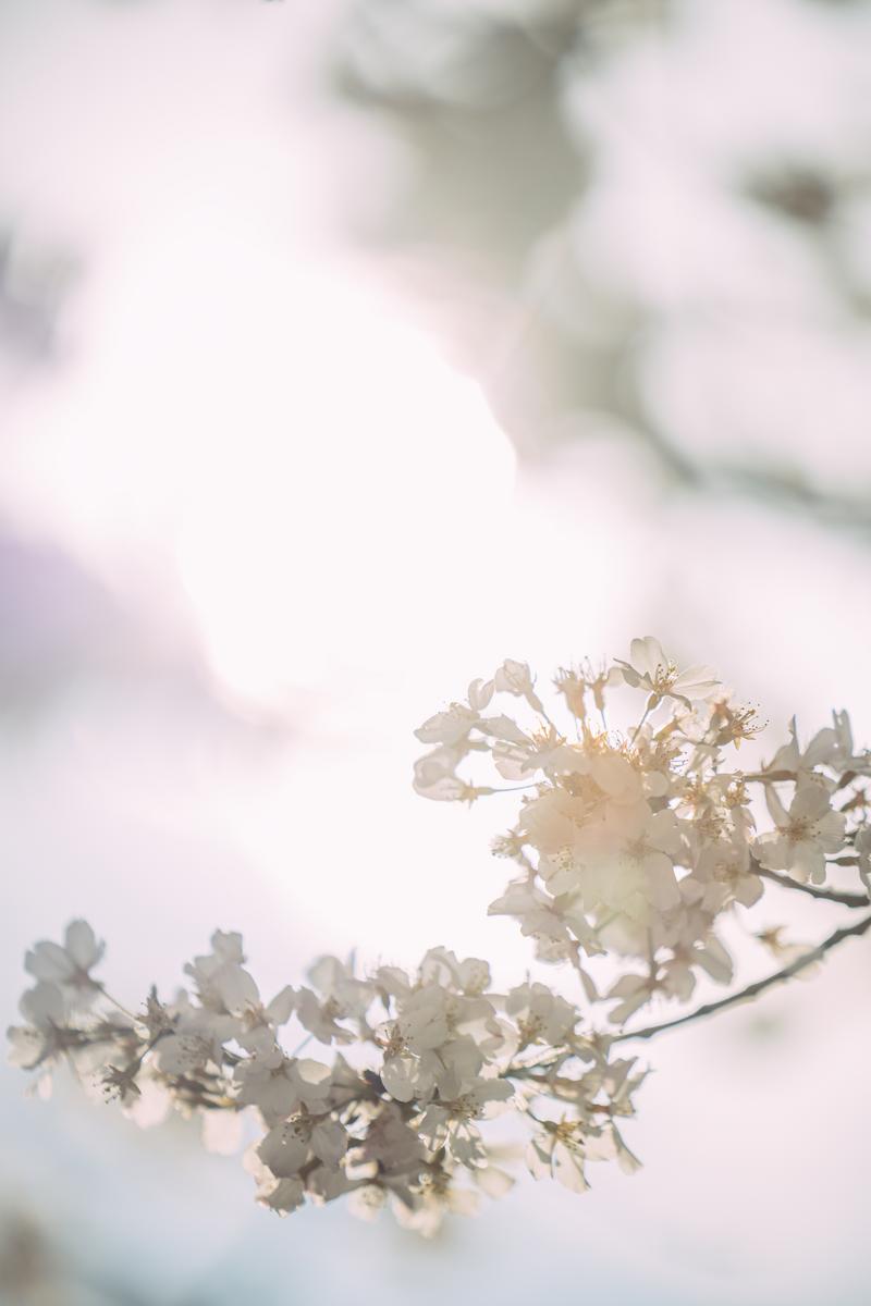 柔らかい光で照らされた満開の桜の白い花が枝に咲いている