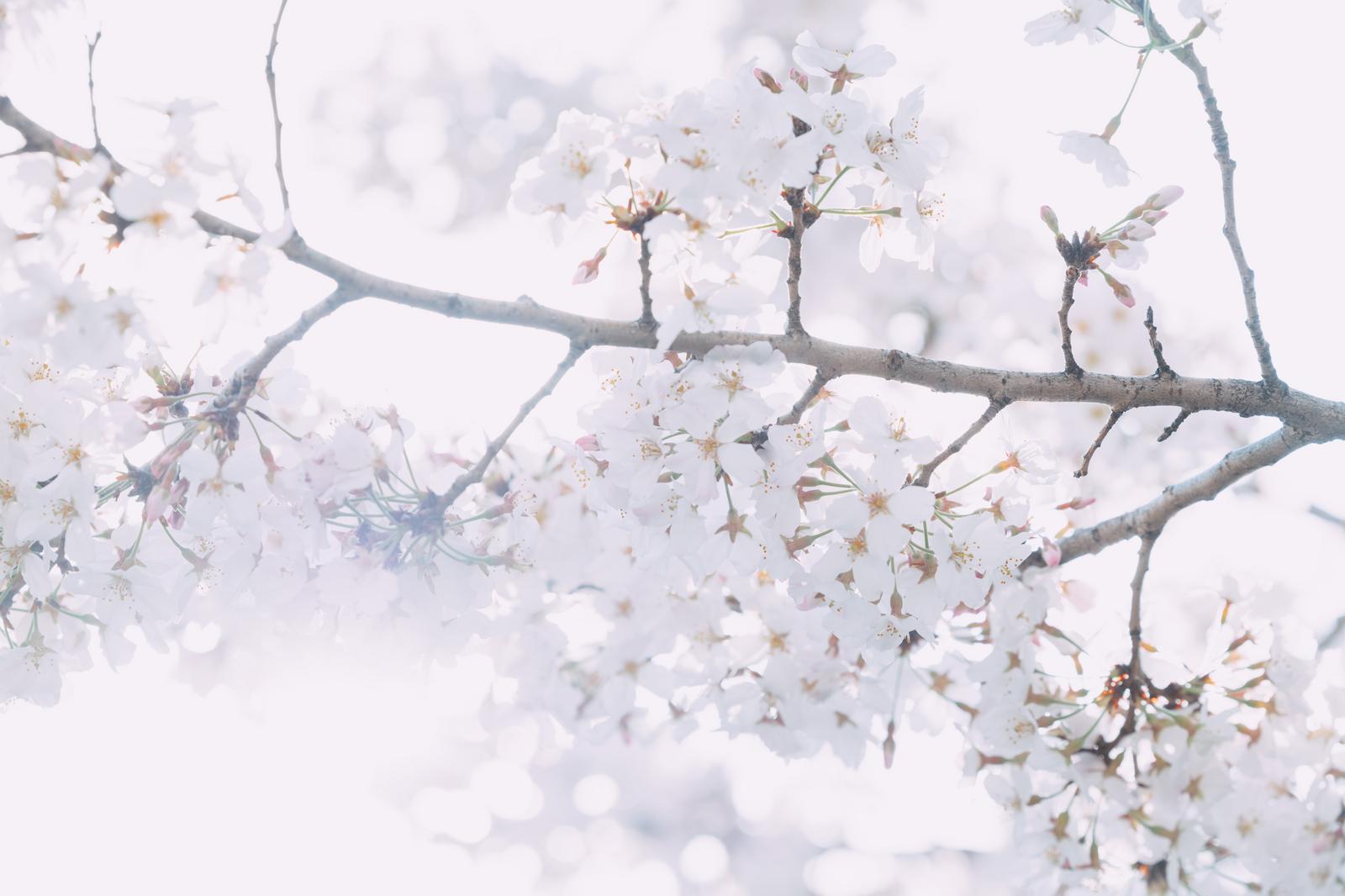 満開に咲く白い桜の花を下から見上げた光の写真