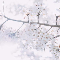 満開に花咲く桜の枝を見上げるの写真
