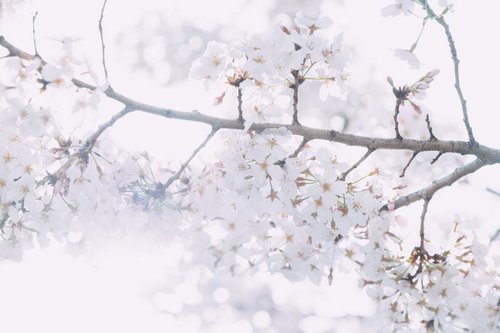 満開に花咲く桜の枝を見上げる