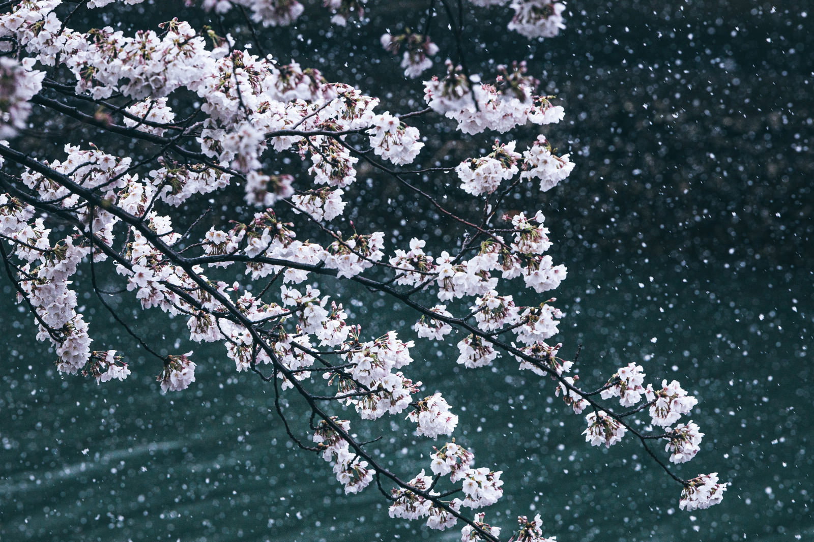 薄紅色の桜の花に白い雪が降り積もっている様子