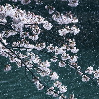降雪の中で咲く薄紅色の桜の写真