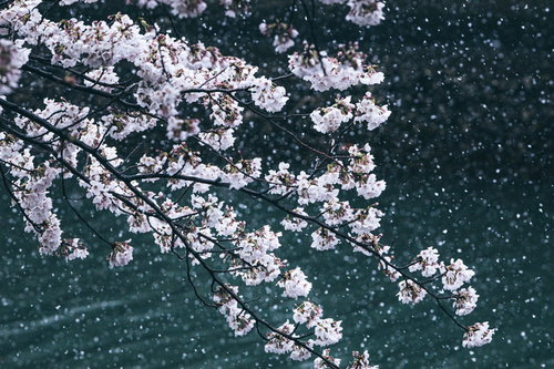 降雪の中で咲く薄紅色の桜