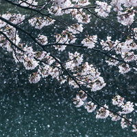 雪が積もった桜の枝に咲く薄いピンクの花と白い雪の写真